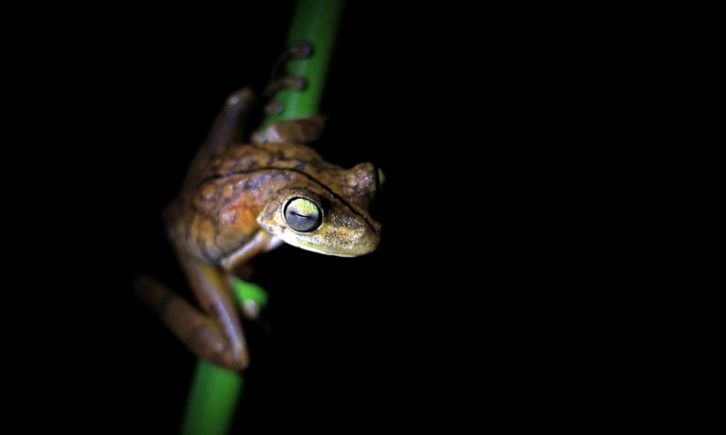 Gladiator-Tree-Frog