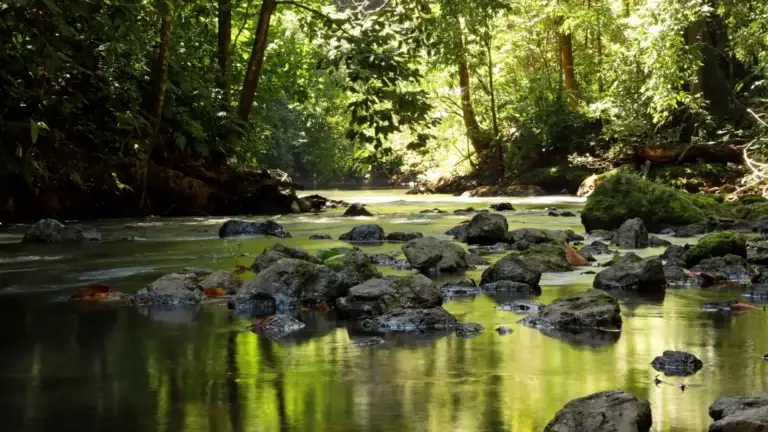 Corcovado River: Crystal-clear waters and lush nature in the heart of Costa Rica.